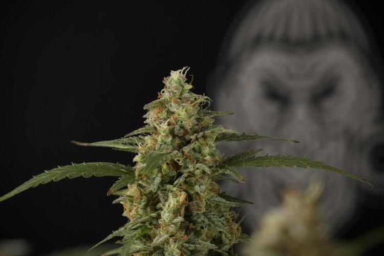 Lemon Cherry Gelato YumYum. Week 13 - Lemon Cherry Gelato no Veg 12-12 from seed