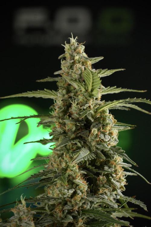 Lemon Cherry Gelato YumYum. Week 13 - Lemon Cherry Gelato no Veg 12-12 from seed