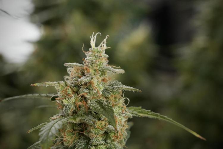 Lemon Cherry Gelato YumYum. Week 13 - Lemon Cherry Gelato no Veg 12-12 from seed