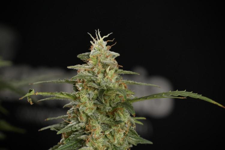 Lemon Cherry Gelato YumYum. Week 13 - Lemon Cherry Gelato no Veg 12-12 from seed