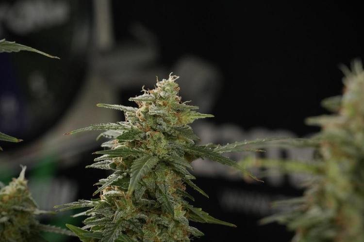 Lemon Cherry Gelato YumYum. Week 13 - Lemon Cherry Gelato no Veg 12-12 from seed