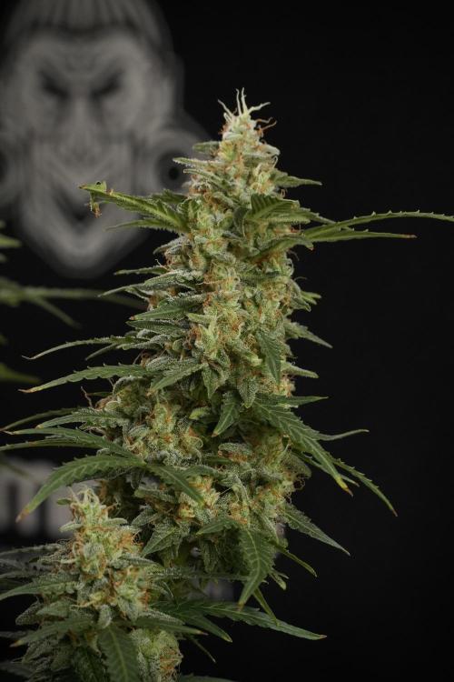 Lemon Cherry Gelato YumYum. Week 13 - Lemon Cherry Gelato no Veg 12-12 from seed