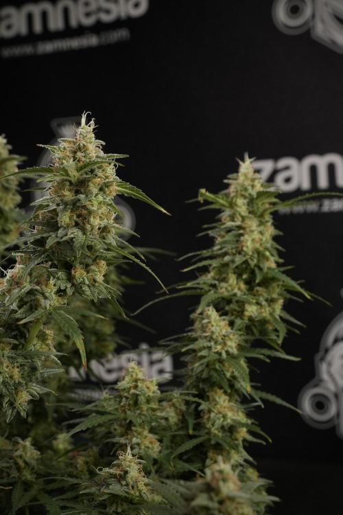 Lemon Cherry Gelato YumYum. Week 13 - Lemon Cherry Gelato no Veg 12-12 from seed
