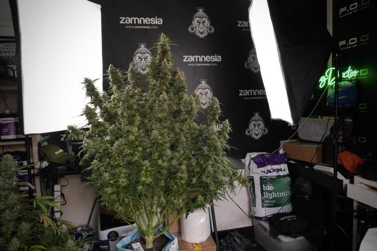 Lemon Cherry Gelato YumYum. Week 13 - Lemon Cherry Gelato no Veg 12-12 from seed