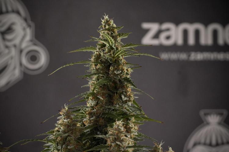 Lemon Cherry Gelato YumYum. Week 13 - Lemon Cherry Gelato no Veg 12-12 from seed