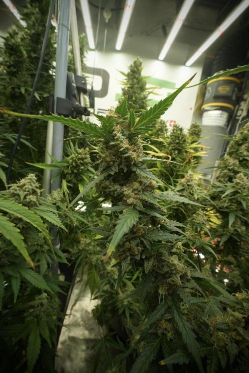Lemon Cherry Gelato YumYum. Week 13 - Lemon Cherry Gelato no Veg 12-12 from seed