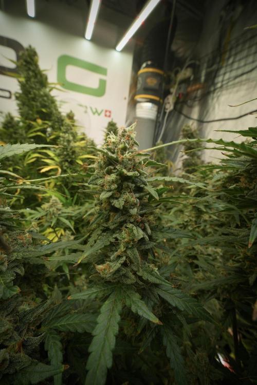 Lemon Cherry Gelato YumYum. Week 13 - Lemon Cherry Gelato no Veg 12-12 from seed