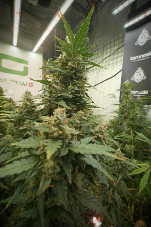 Lemon Cherry Gelato YumYum. Week 13 - Lemon Cherry Gelato no Veg 12-12 from seed