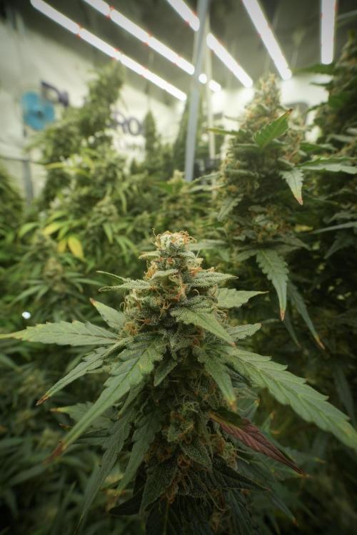 Lemon Cherry Gelato YumYum. Week 13 - Lemon Cherry Gelato no Veg 12-12 from seed