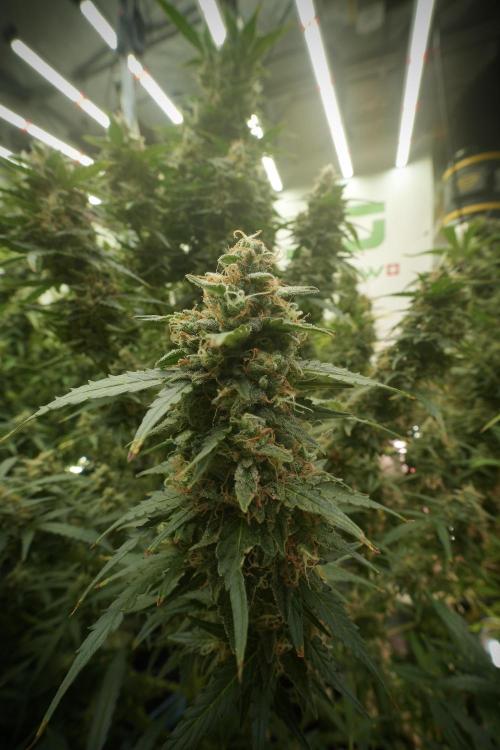 Lemon Cherry Gelato YumYum. Week 13 - Lemon Cherry Gelato no Veg 12-12 from seed