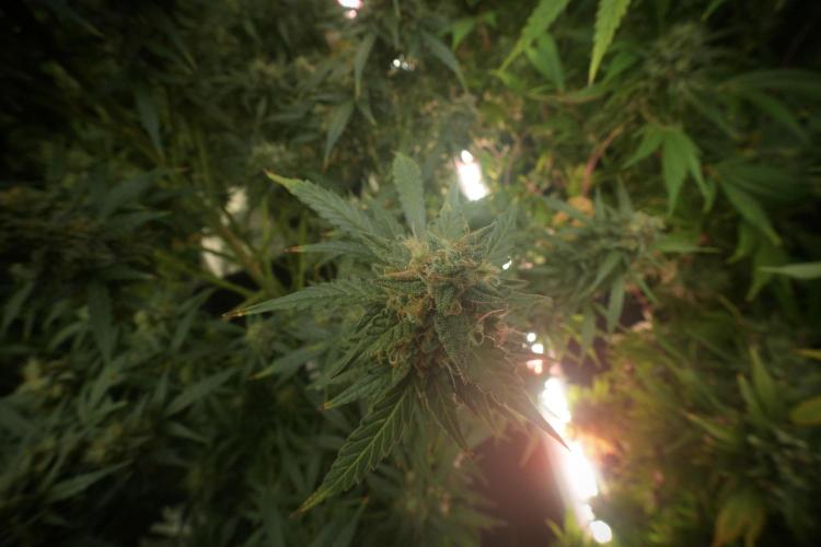 Lemon Cherry Gelato YumYum. Week 13 - Lemon Cherry Gelato no Veg 12-12 from seed