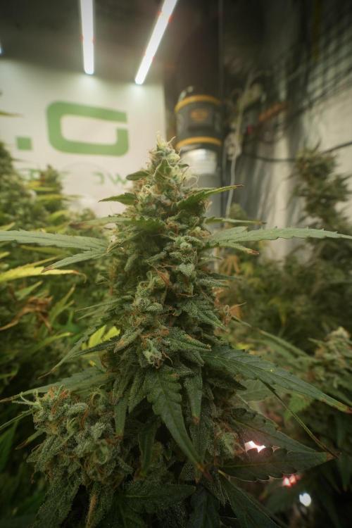 Lemon Cherry Gelato YumYum. Week 13 - Lemon Cherry Gelato no Veg 12-12 from seed