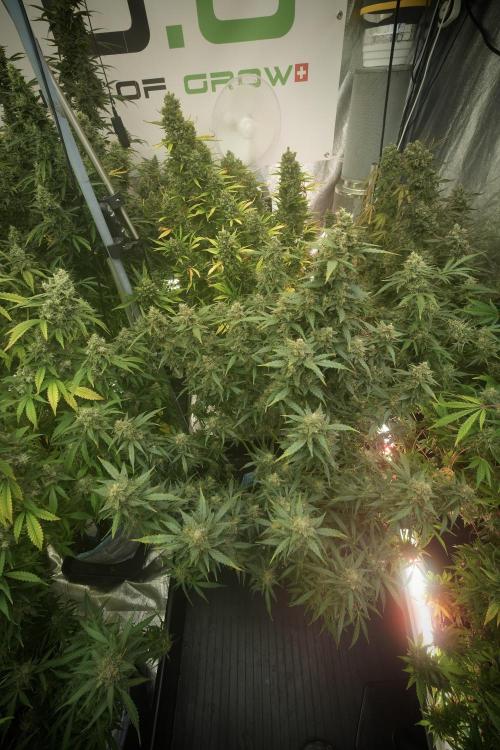 Lemon Cherry Gelato YumYum. Week 13 - Lemon Cherry Gelato no Veg 12-12 from seed