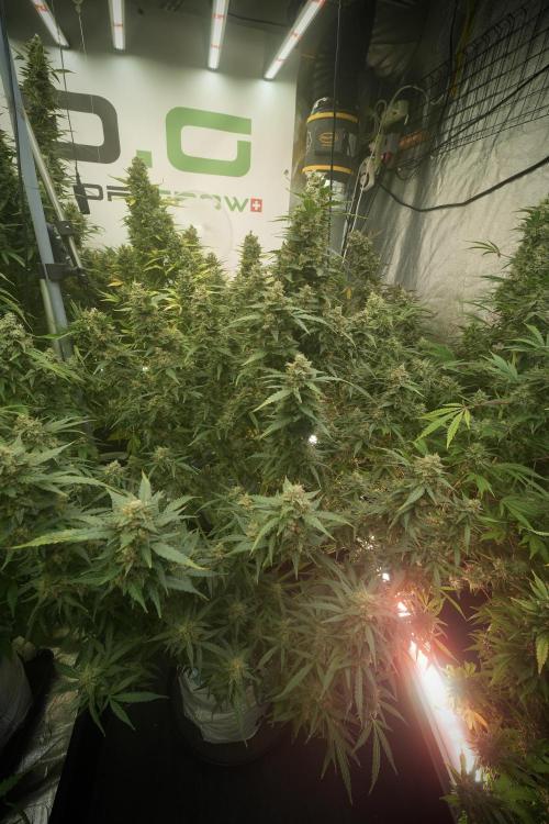 Lemon Cherry Gelato YumYum. Week 13 - Lemon Cherry Gelato no Veg 12-12 from seed