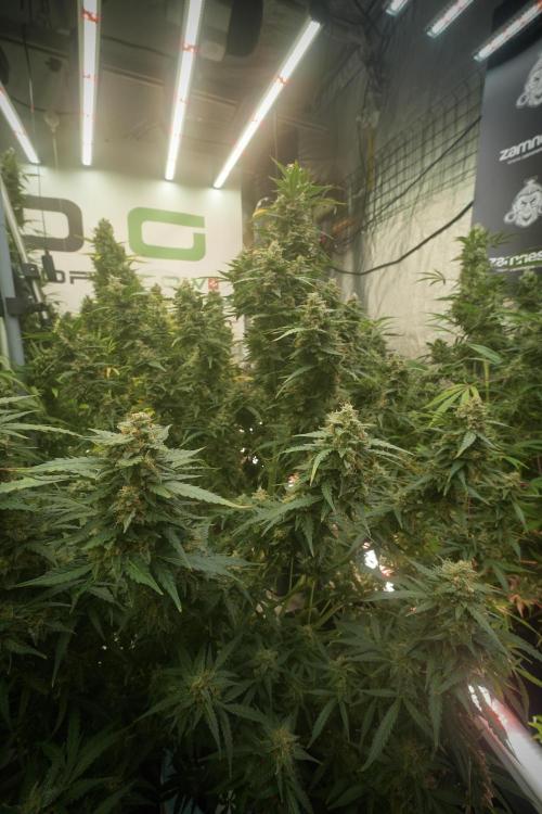 Lemon Cherry Gelato YumYum. Week 13 - Lemon Cherry Gelato no Veg 12-12 from seed