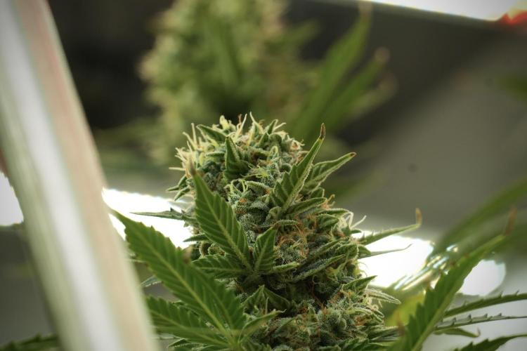 Cosmic Noodles a Zamnesia Dish. Week 13 - Cosmic noodles no veg dense buds