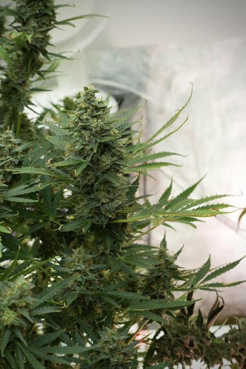 Cosmic Noodles a Zamnesia Dish. Week 13 - Cosmic noodles no veg  12-12 from seed