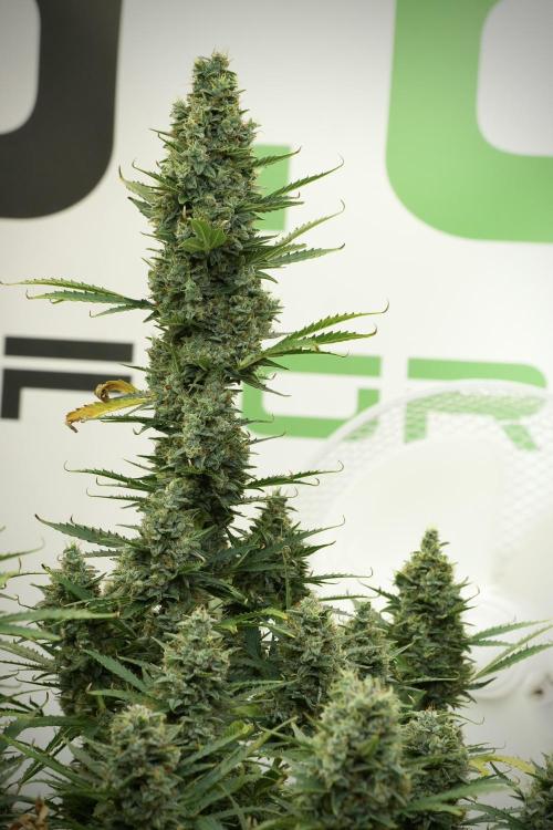 Cosmic Noodles a Zamnesia Dish. Week 13 - Cosmic noodles no veg  Massive main cola no veg  12-12 from seed