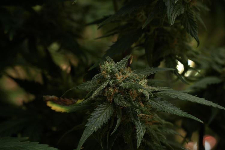 Amnesia Skunk The Zamnesia Way. Week 13 - Amnesia Skunk 12-12 from seed