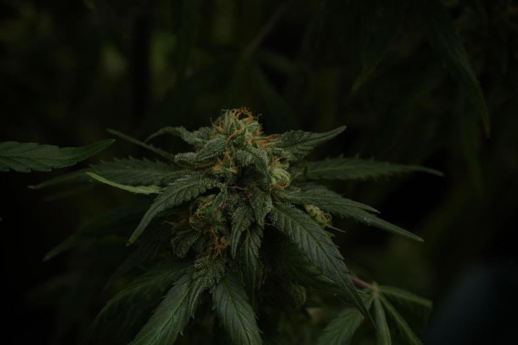 Amnesia Skunk The Zamnesia Way. Week 13 - Amnesia Skunk 12-12 from seed