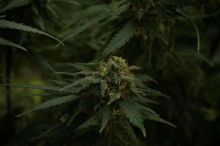 Amnesia Skunk The Zamnesia Way. Week 13 - Amnesia Skunk 12-12 from seed