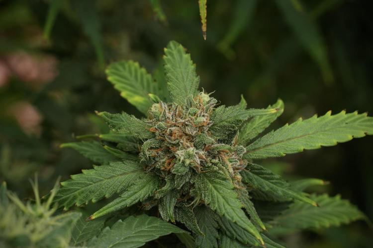 Amnesia Skunk The Zamnesia Way. Week 13 - Amnesia Skunk 12-12 from seed