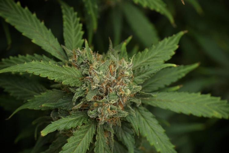 Amnesia Skunk The Zamnesia Way. Week 13 - Amnesia Skunk 12-12 from seed