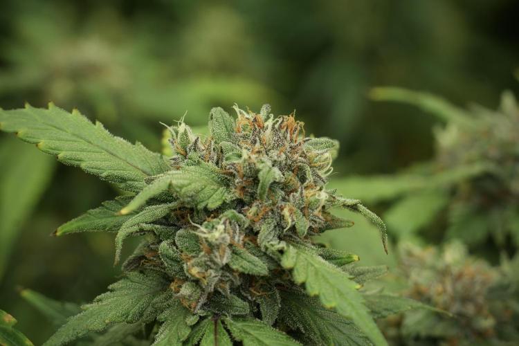 Amnesia Skunk The Zamnesia Way. Week 13 - Amnesia Skunk 12-12 from seed