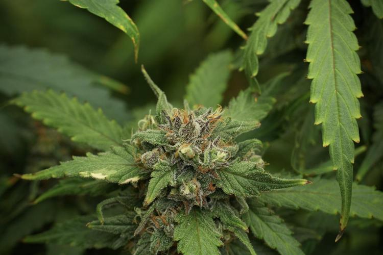 Amnesia Skunk The Zamnesia Way. Week 13 - Amnesia Skunk 12-12 from seed