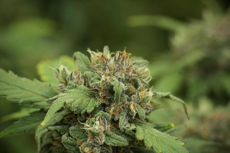 Amnesia Skunk The Zamnesia Way. Week 13 - Amnesia Skunk 12-12 from seed