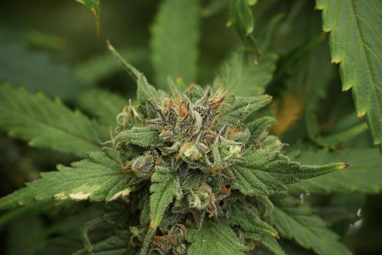 Amnesia Skunk The Zamnesia Way. Week 13 - Amnesia Skunk 12-12 from seed