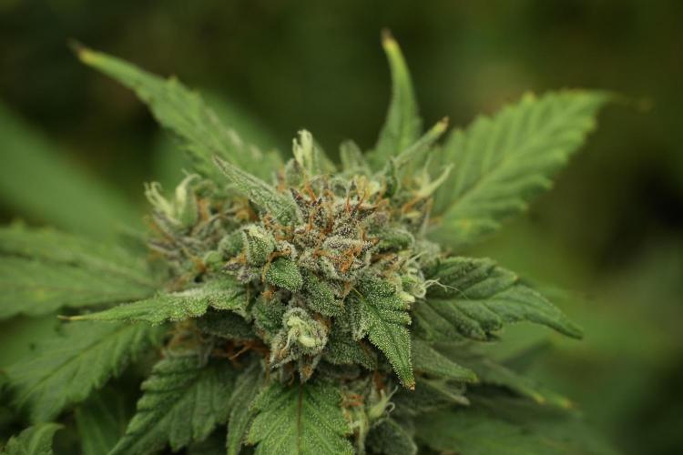 Amnesia Skunk The Zamnesia Way. Week 13 - Amnesia Skunk 12-12 from seed