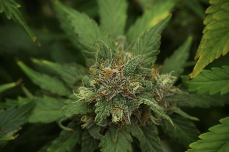 Amnesia Skunk The Zamnesia Way. Week 13 - Amnesia Skunk 12-12 from seed