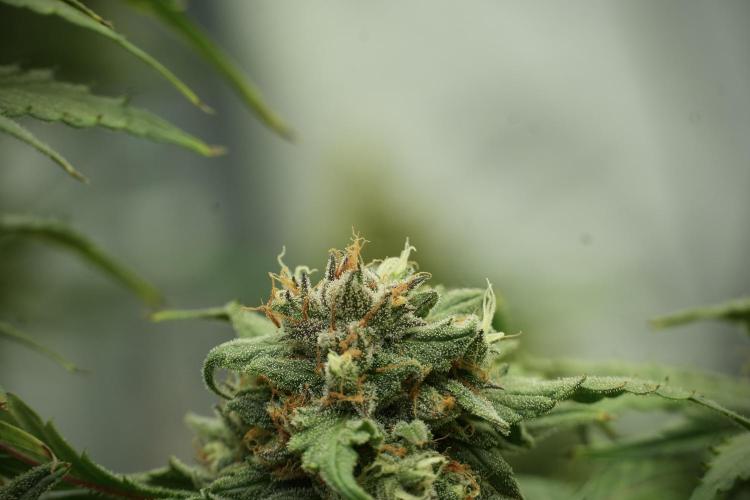 Amnesia Skunk The Zamnesia Way. Week 13 - Amnesia Skunk 12-12 from seed