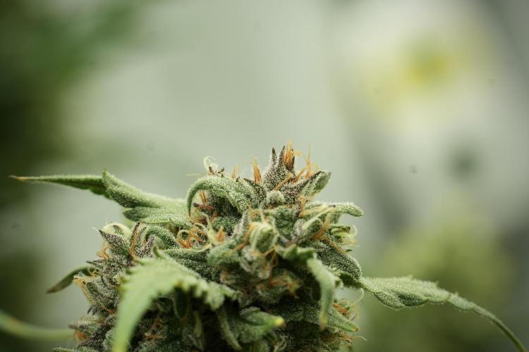 Amnesia Skunk The Zamnesia Way. Week 13 - Amnesia Skunk 12-12 from seed