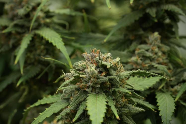 Amnesia Skunk The Zamnesia Way. Week 13 - Amnesia Skunk 12-12 from seed