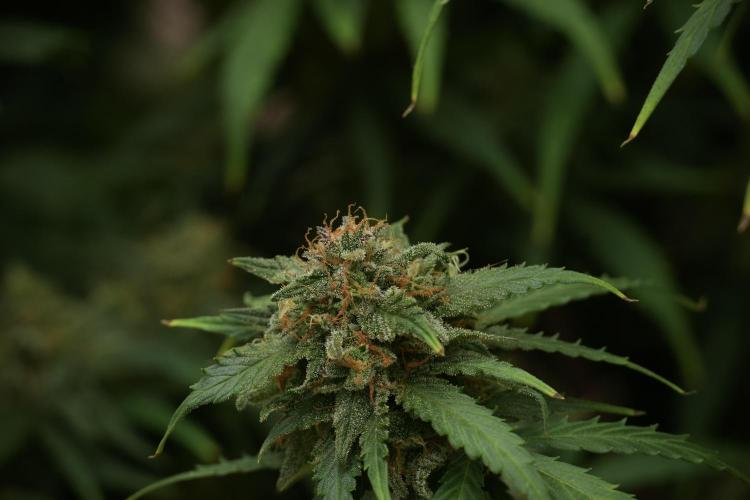 Amnesia Skunk The Zamnesia Way. Week 13 - Amnesia Skunk 12-12 from seed
