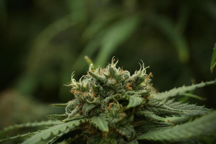 Amnesia Skunk The Zamnesia Way. Week 13 - Amnesia Skunk 12-12 from seed