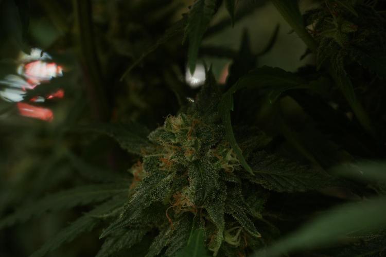 Amnesia Skunk The Zamnesia Way. Week 13 - Amnesia Skunk 12-12 from seed