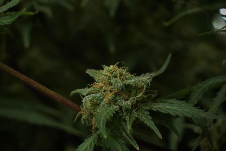 Amnesia Skunk The Zamnesia Way. Week 13 - Amnesia Skunk 12-12 from seed