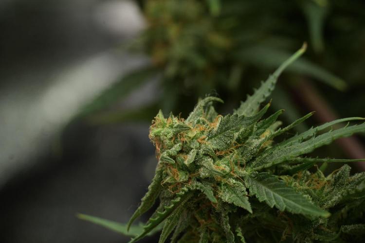 Amnesia Skunk The Zamnesia Way. Week 13 - Amnesia Skunk 12-12 from seed