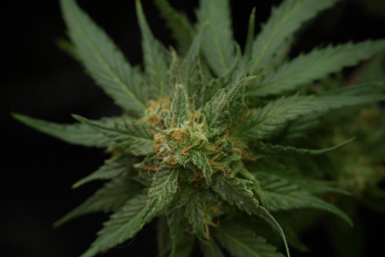 Amnesia Skunk The Zamnesia Way. Week 13 - Amnesia Skunk 12-12 from seed