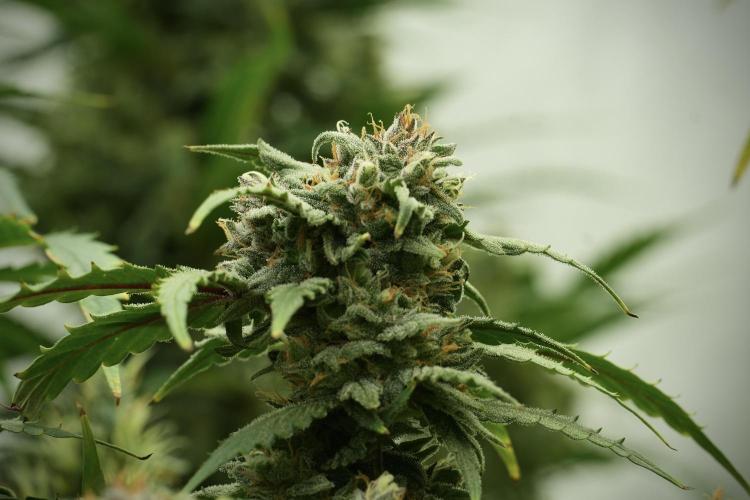 Amnesia Skunk The Zamnesia Way. Week 13 - Amnesia Skunk 12-12 from seed