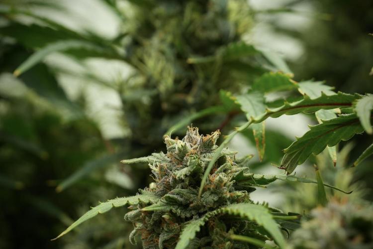 Amnesia Skunk The Zamnesia Way. Week 13 - Amnesia Skunk 12-12 from seed