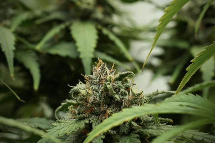 Amnesia Skunk The Zamnesia Way. Week 13 - Amnesia Skunk 12-12 from seed