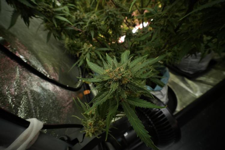 Amnesia Skunk The Zamnesia Way. Week 13 - Amnesia Skunk 12-12 from seed