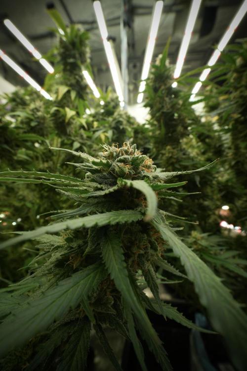 Amnesia Skunk The Zamnesia Way. Week 13 - Amnesia Skunk 12-12 from seed
