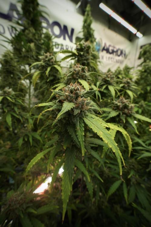Amnesia Skunk The Zamnesia Way. Week 13 - Amnesia Skunk 12-12 from seed