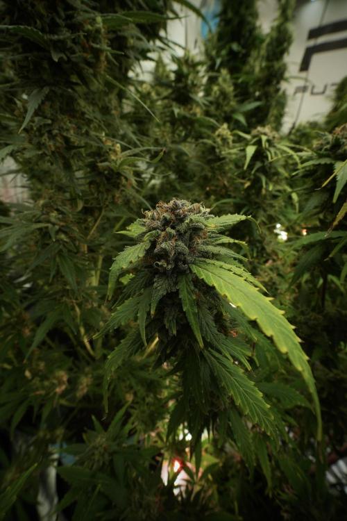Amnesia Skunk The Zamnesia Way. Week 13 - Amnesia Skunk 12-12 from seed