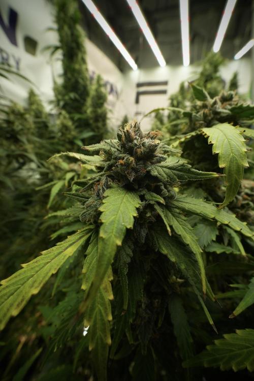 Amnesia Skunk The Zamnesia Way. Week 13 - Amnesia Skunk 12-12 from seed